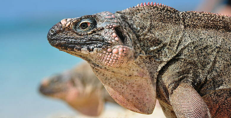 cruising The Bahamas lets you see the big iguanas in the Exumas